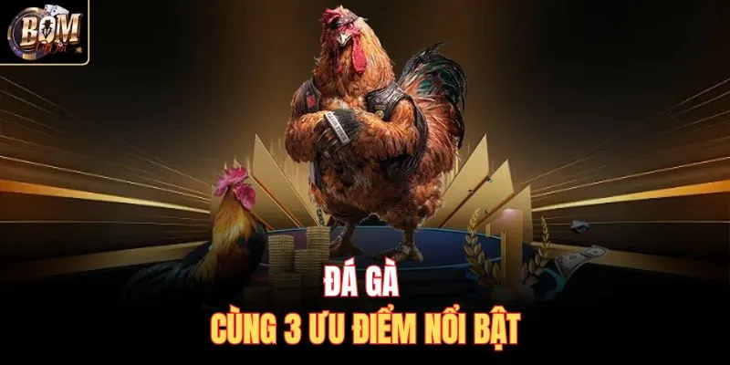 Đá gà cùng 3 ưu điểm nổi bật