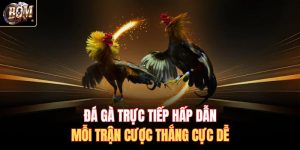Đá Gà Trực Tiếp Hấp Dẫn Mỗi Trận Cược Thắng Cực Dễ