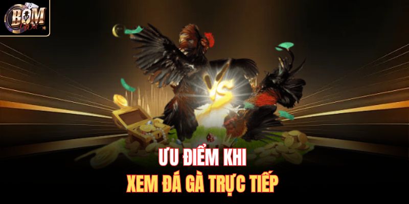 Ưu điểm khi xem đá gà trực tiếp